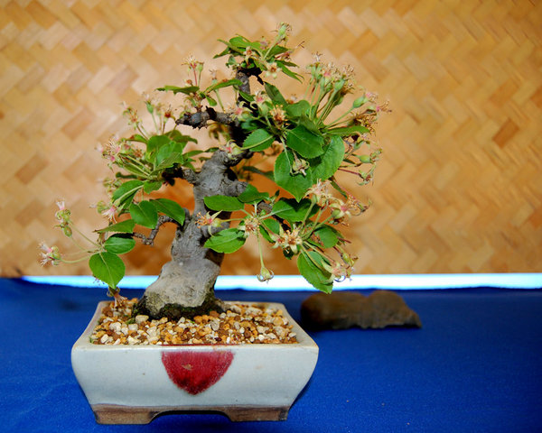 14. Bonsaitage OS Shohin05.jpg