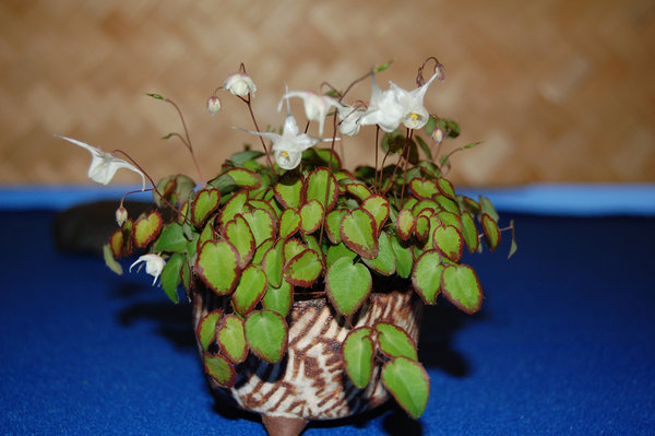14. Bonsaitage OS Shohin06.jpg