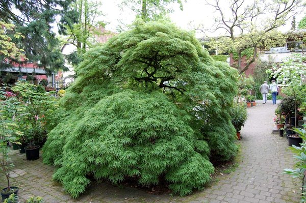 14.-Bonsaitage-OS-Ahorn01.jpg