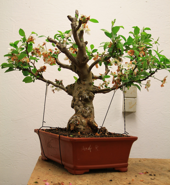 Apfelbaum.jpg