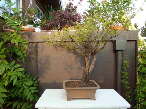 aDPP_0020.JPG