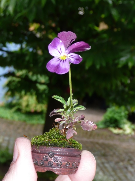 Hornveilchen 2013-5-29