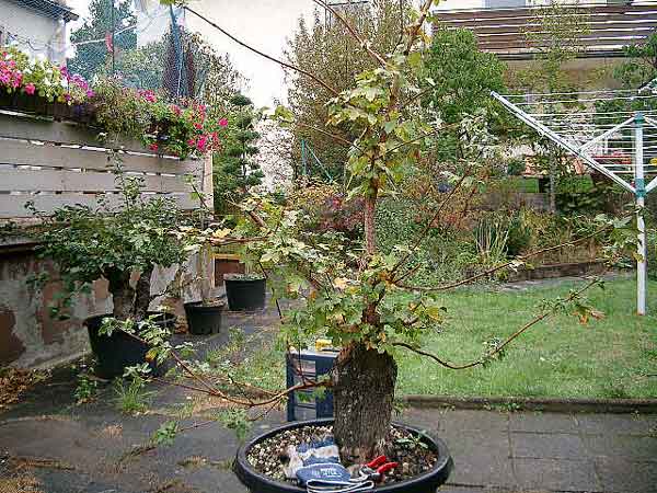 Herbst-2003.jpg
