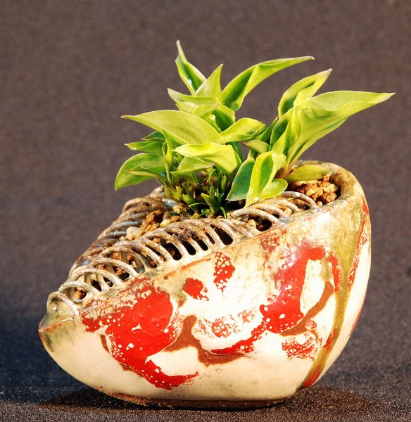 H."venusta", Schale HH