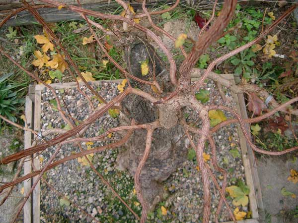 Draufsicht-Herbst-2005.jpg