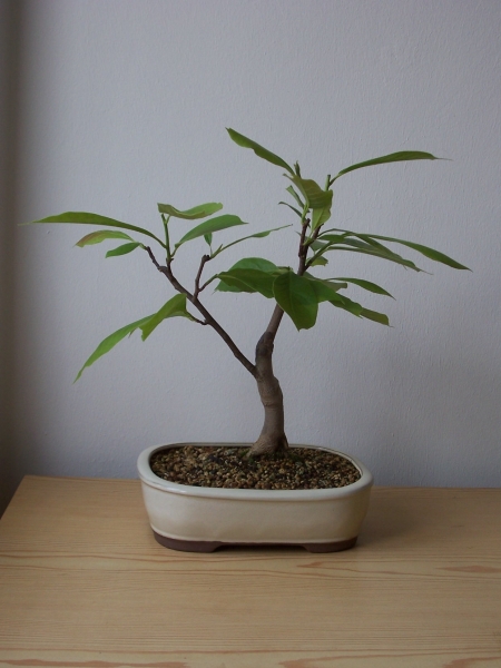 Magnolie nachher Rüchseite.jpg