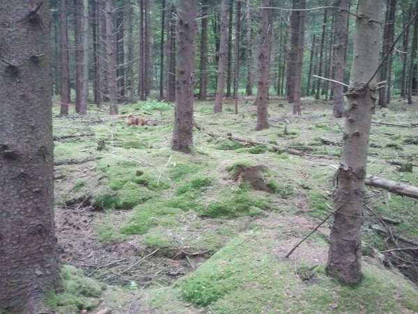 Moos im Kiefernwald