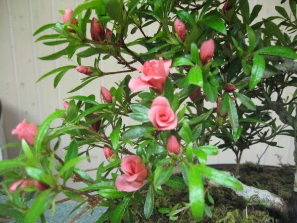comp_IMG_1181.jpg