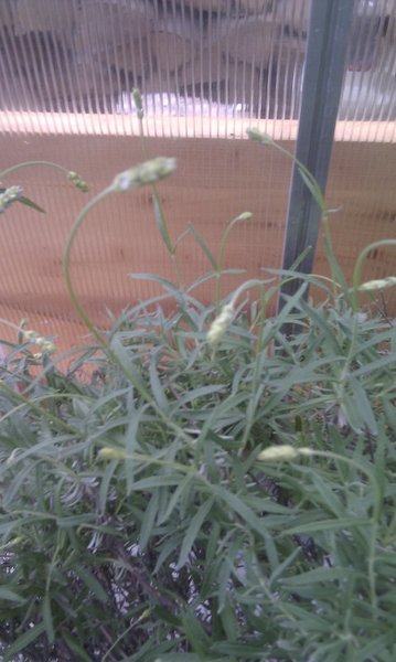 Lavendel1_Blüten_Forum.jpg