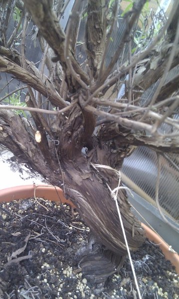 Lavendel2_Detail_Forum.jpg
