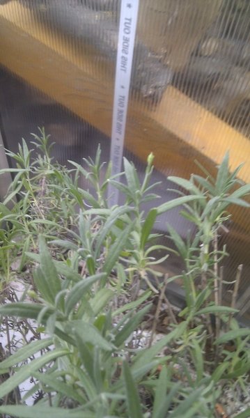 Lavendel2_Blüte_Forum.jpg