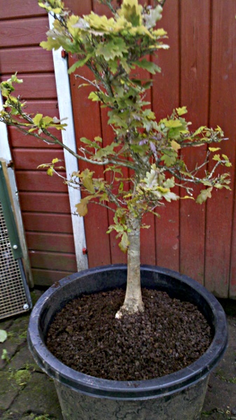 2013-06-01_15-56-21_925.jpg