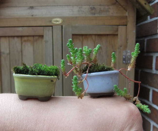 Minischalen 2013.JPG