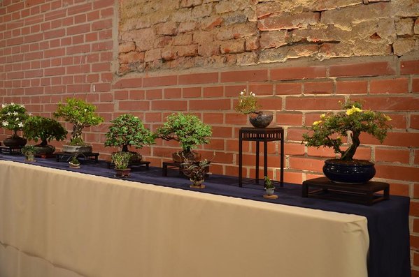 Shohin