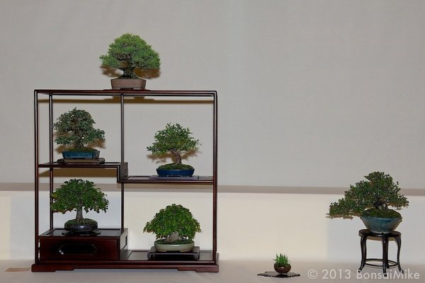 Bonsai-Nationalausstellung-Hallein-2013-45.jpeg