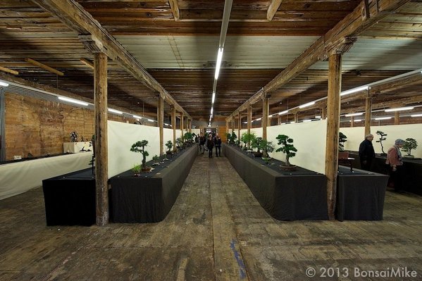 Bonsai-Nationalausstellung-Hallein-2013-101.jpeg