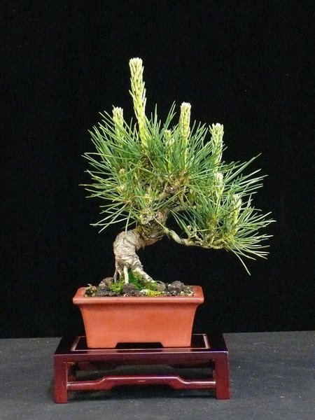 P1080449k.JPG