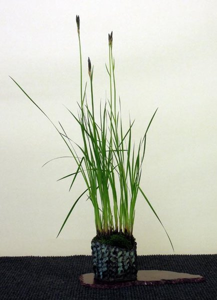 DSCN4944-Kusamono.jpg