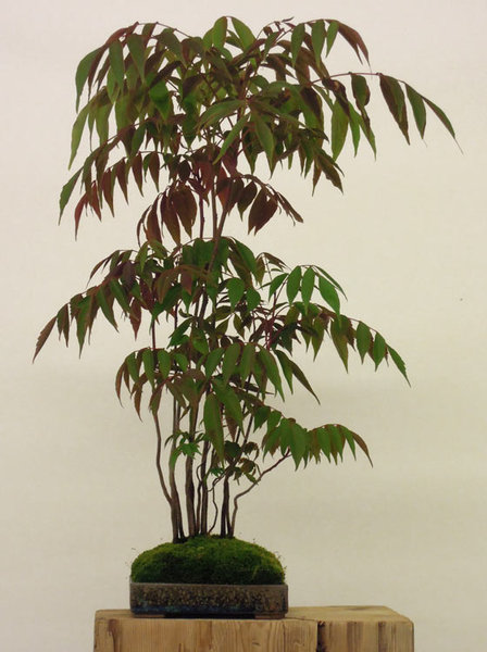 DSCN4947-Kusamono_Rhus.jpg