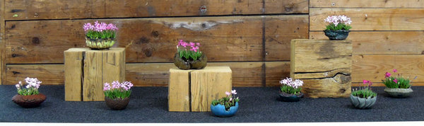 DSCN4949-Rhodohypoxis.jpg
