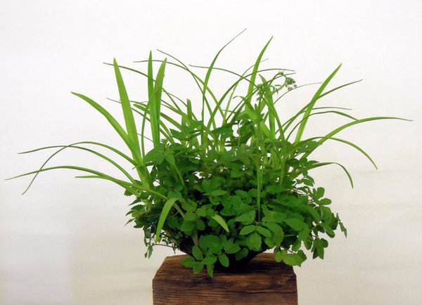 DSCN4954-Kusamono.jpg