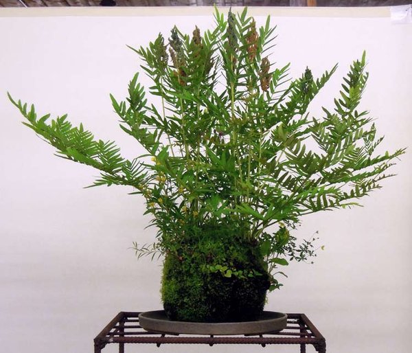 DSCN4955-Kusamono.jpg