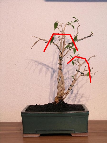 Ficus.JPG