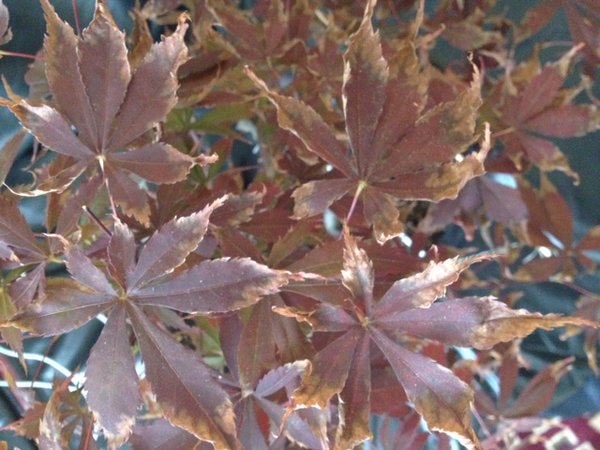 acer.jpg