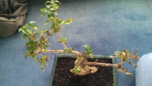 Bonsai2.jpg