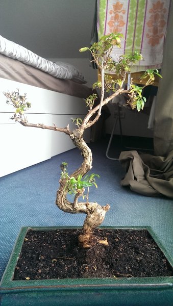 Bonsai1.jpg
