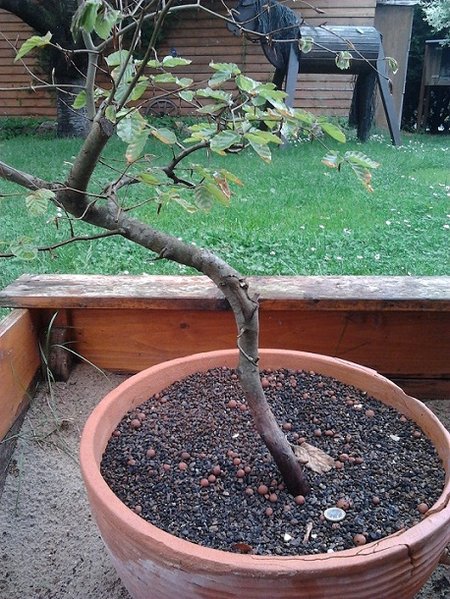 nochmal die kleine buche