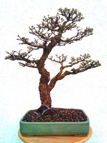 Der Baum im unbelaubtem Zustand, einige Tage nach dem umtopfen.