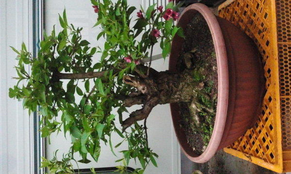 2013-06-11 15.40.54.jpg