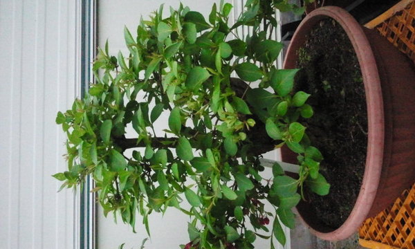 2013-06-11 15.41.58.jpg