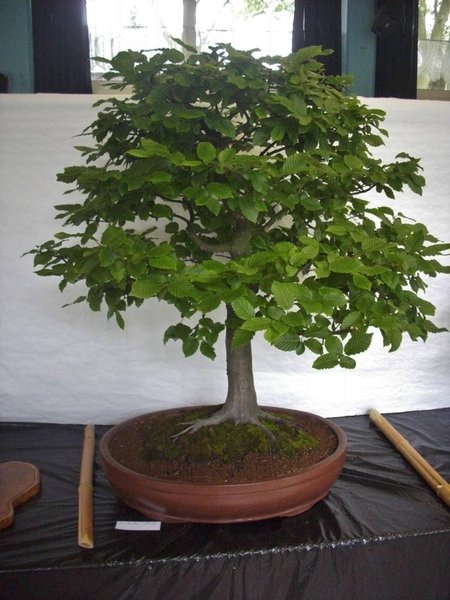 DSCI0009.jpg