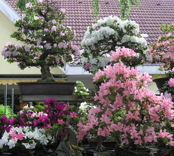 Azaleengarten_4.jpg