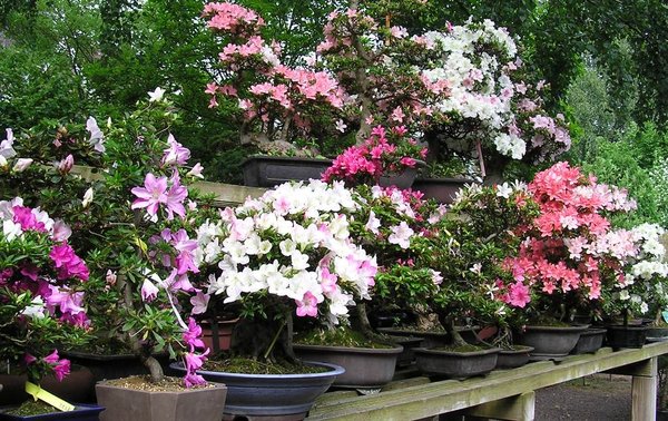 Azaleengarten_3.jpg