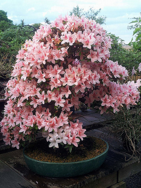 nyozan