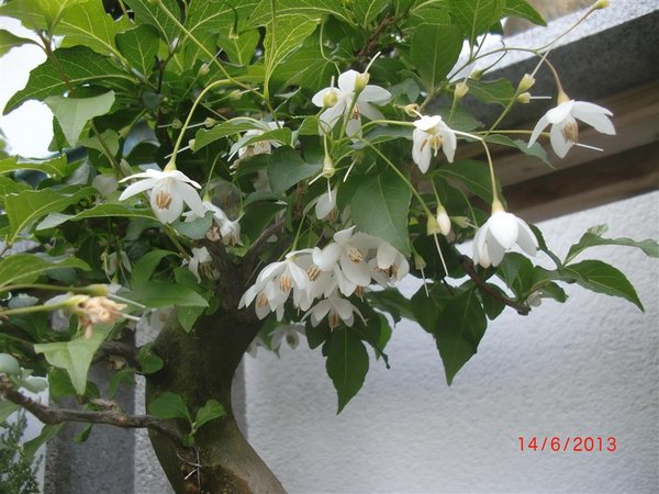 Schneeglöckchenstrauch (2).JPG