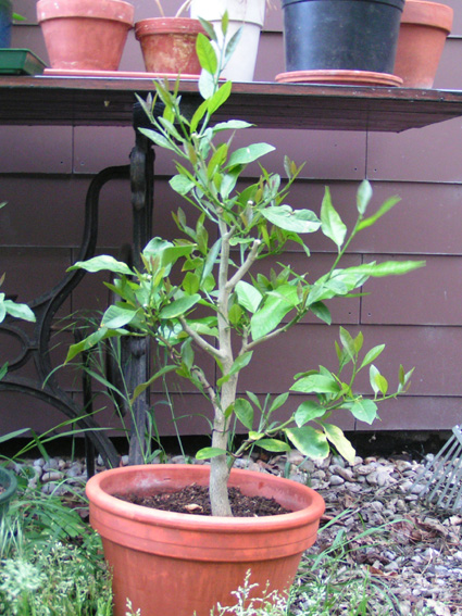 Zitronenbaum_1 17.05.2008