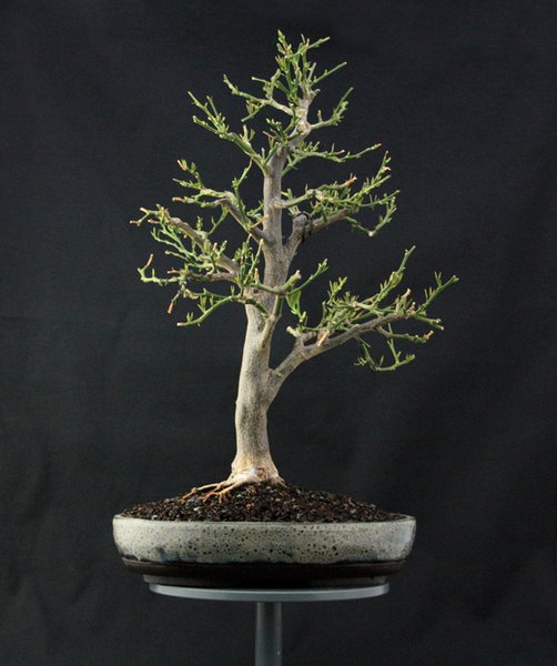Zitronenbaum_1 06.05.2013 b