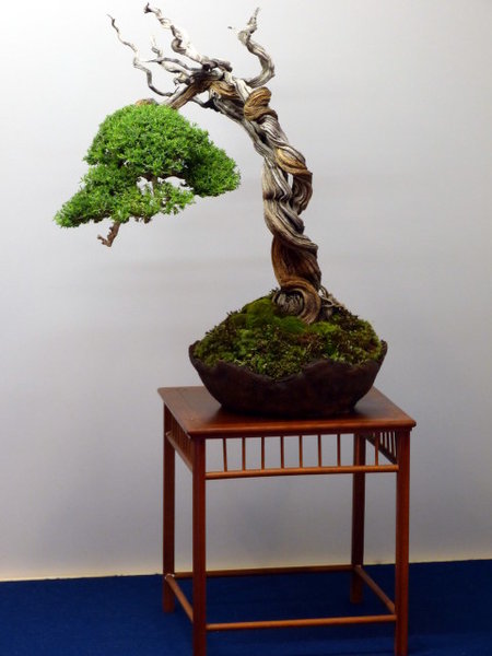 das war für mich eines der Highlights der Ausstellung; Thymian von A. Meloni