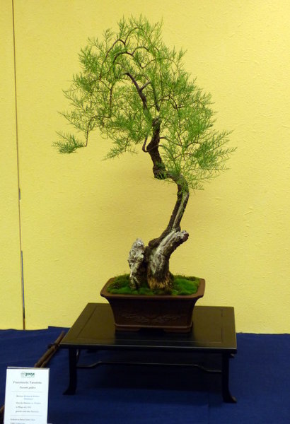 Tamariske von Herbert