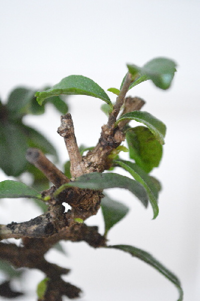 Knospen (Hurra!)