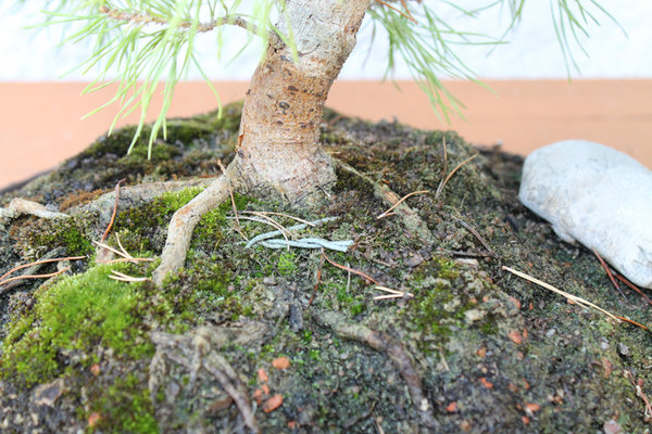 detail1