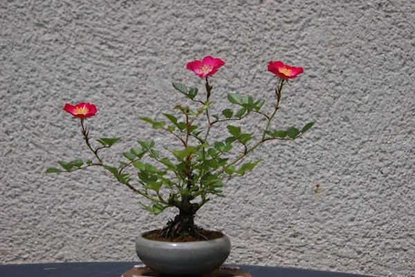 DSC01530.JPG
