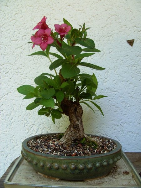 Weigelie in Blüte.jpg