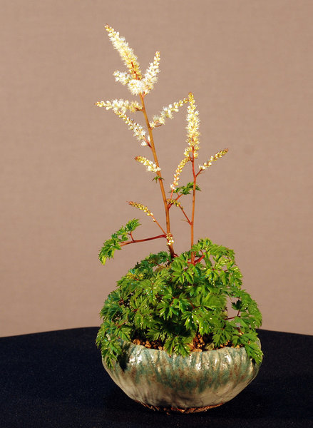 Astilbe, Schale DB