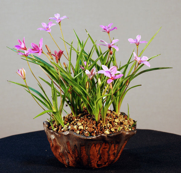 Rhodo, Schale EG