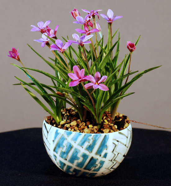Rhodo, Schale HH